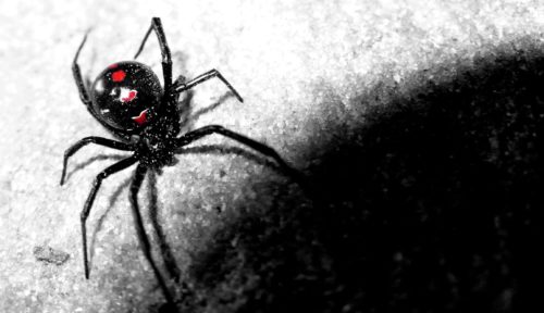 Black Widow Spiders Wallpaper