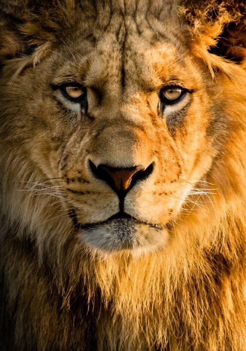 Lion  for Iphone Wallpaper