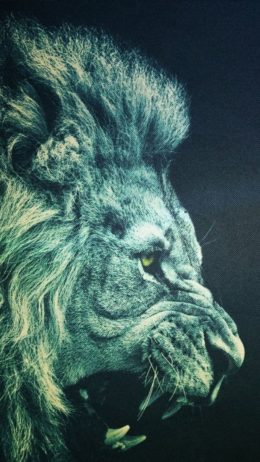 Lion s Iphone Wallpaper