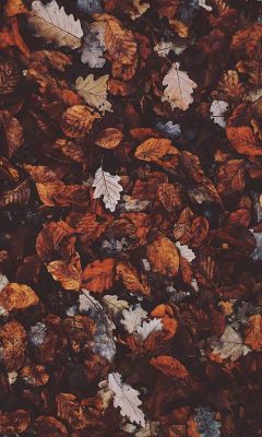 Aesthetic Fall Wallpaper