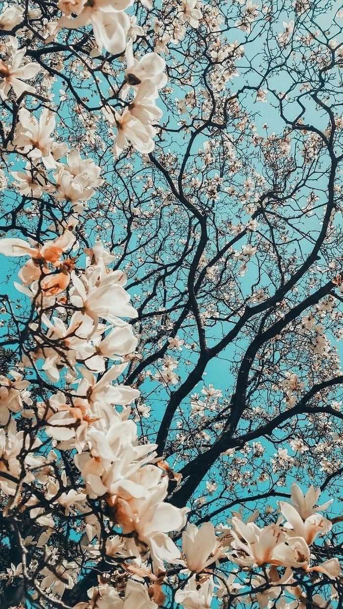 20 Selected spring wallpaper desktop aesthetic collage You Can Download ...