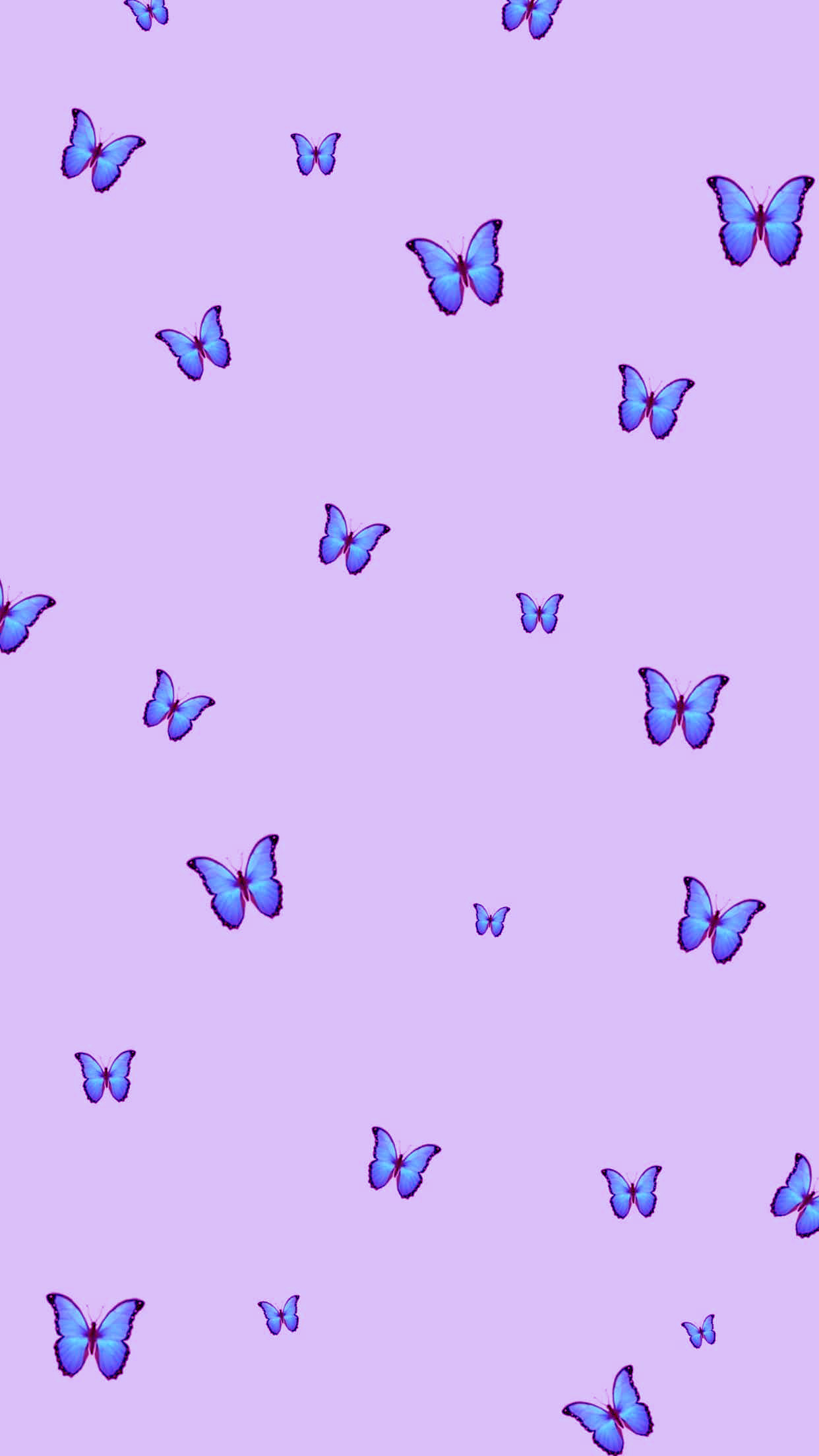 Blue Butterfly Wallpaper - EnJpg