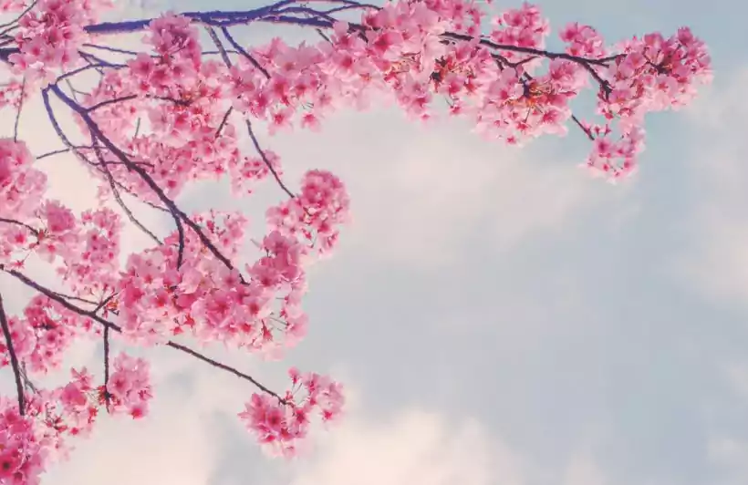 Sakura Wallpapers - Cherry Blossoms Backgrounds HD