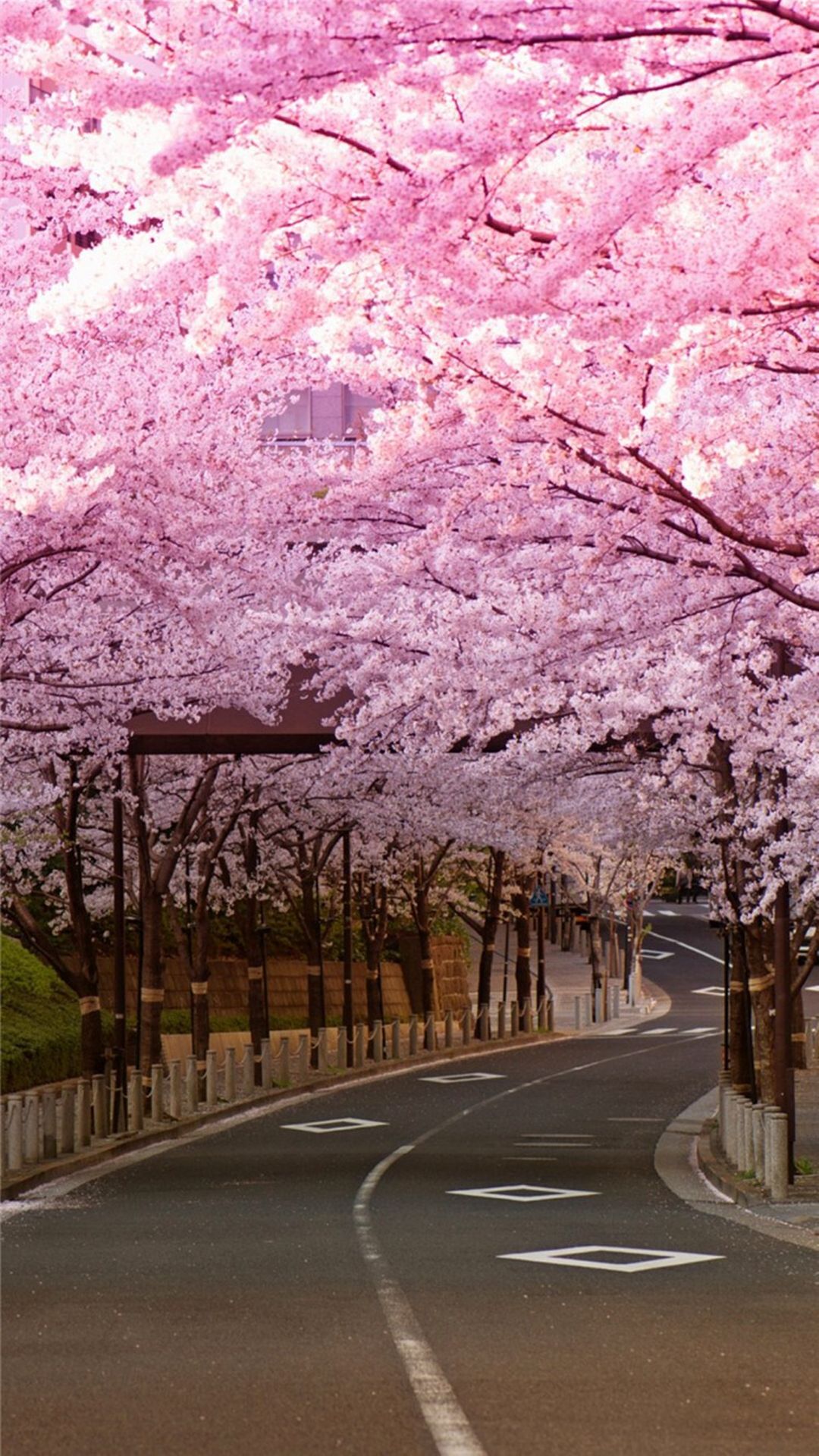 Cherry Blossom Wallpaper EnJpg