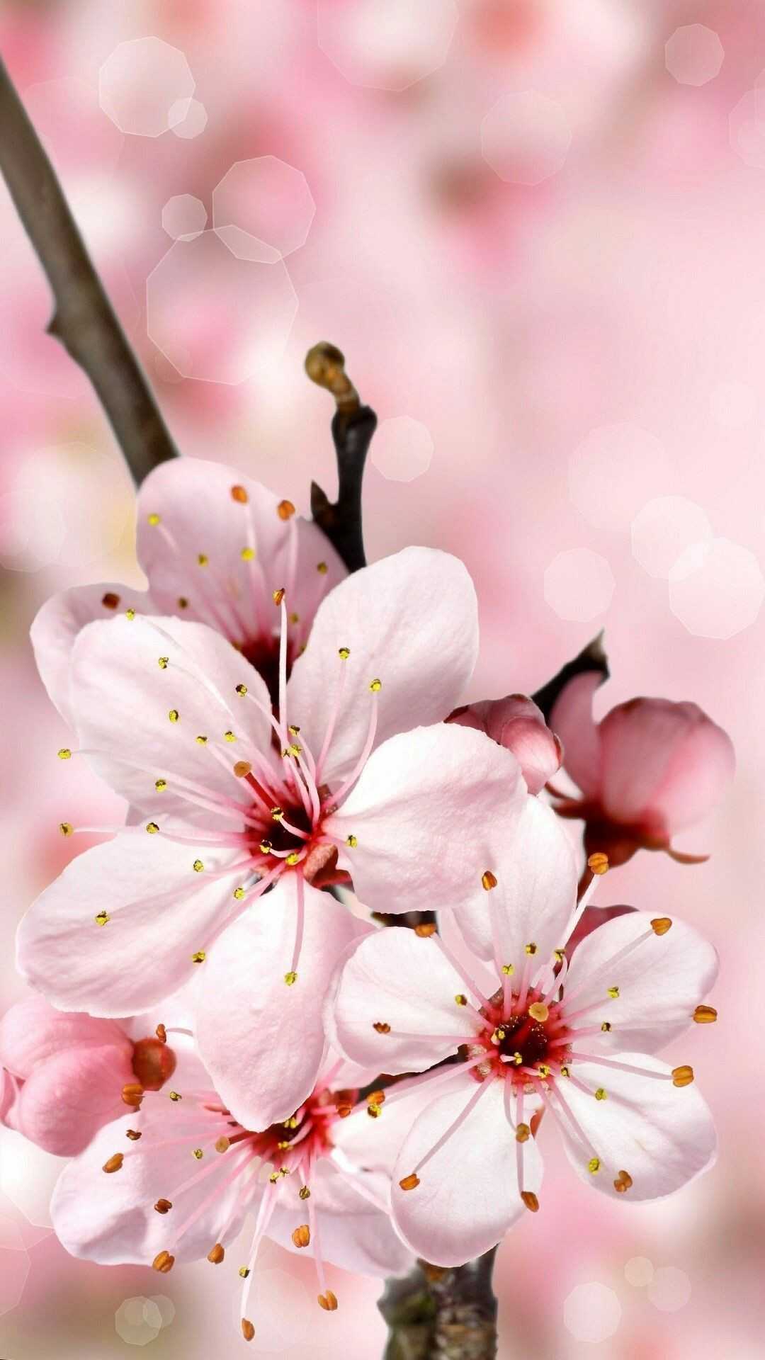Cherry Blossom Wallpaper Enjpg - Vrogue