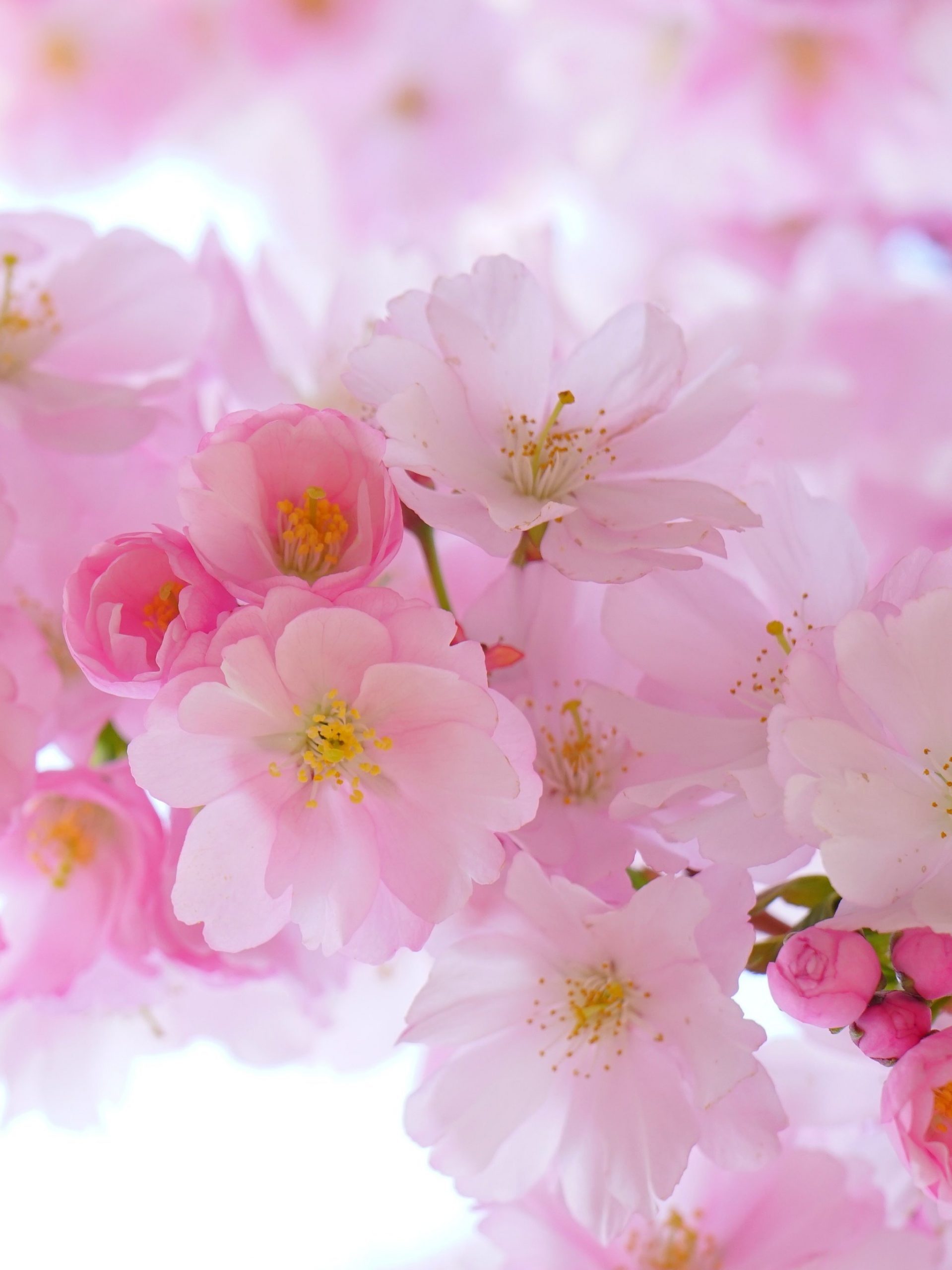 Cherry Blossom Wallpaper - EnJpg