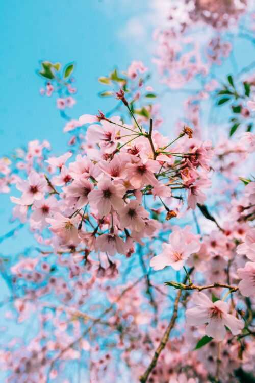 Cherry Blossom High Resolution Wallpaper