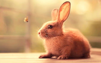 Cute Bunny Wallpaper