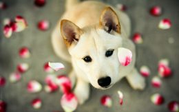 Cute Dog Wallpaper