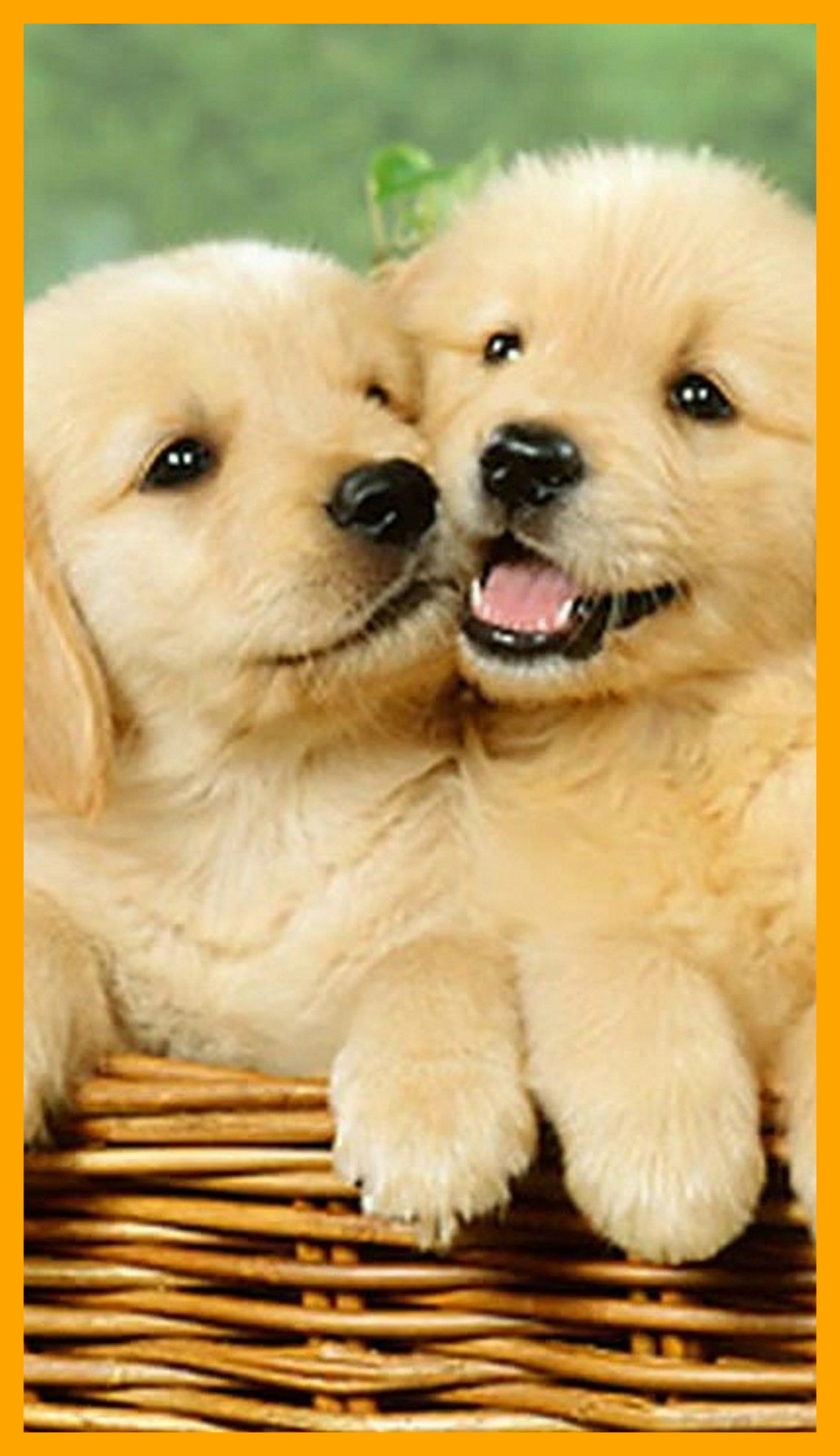 Cute Dog Hintergrundbild - Enjpg