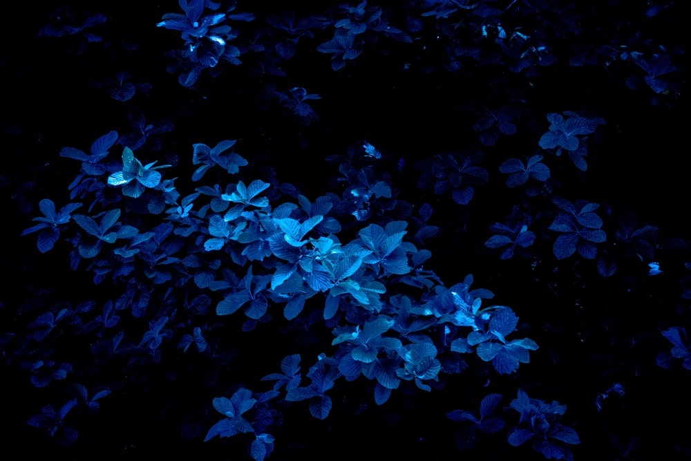 Dark Blue Wallpaper - EnJpg