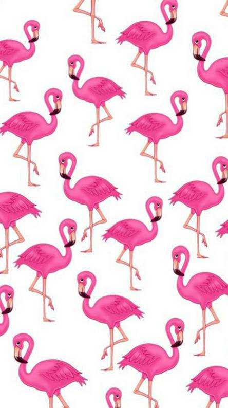Flamingo Wallpaper - EnJpg