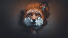 Fox Wallpaper