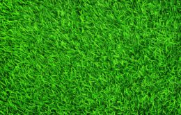 Grass Background Wallpaper