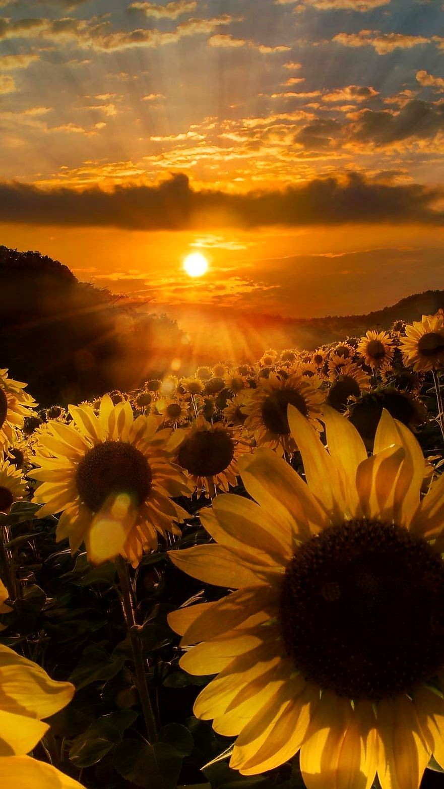İphone Sunflower Wallpaper - EnJpg