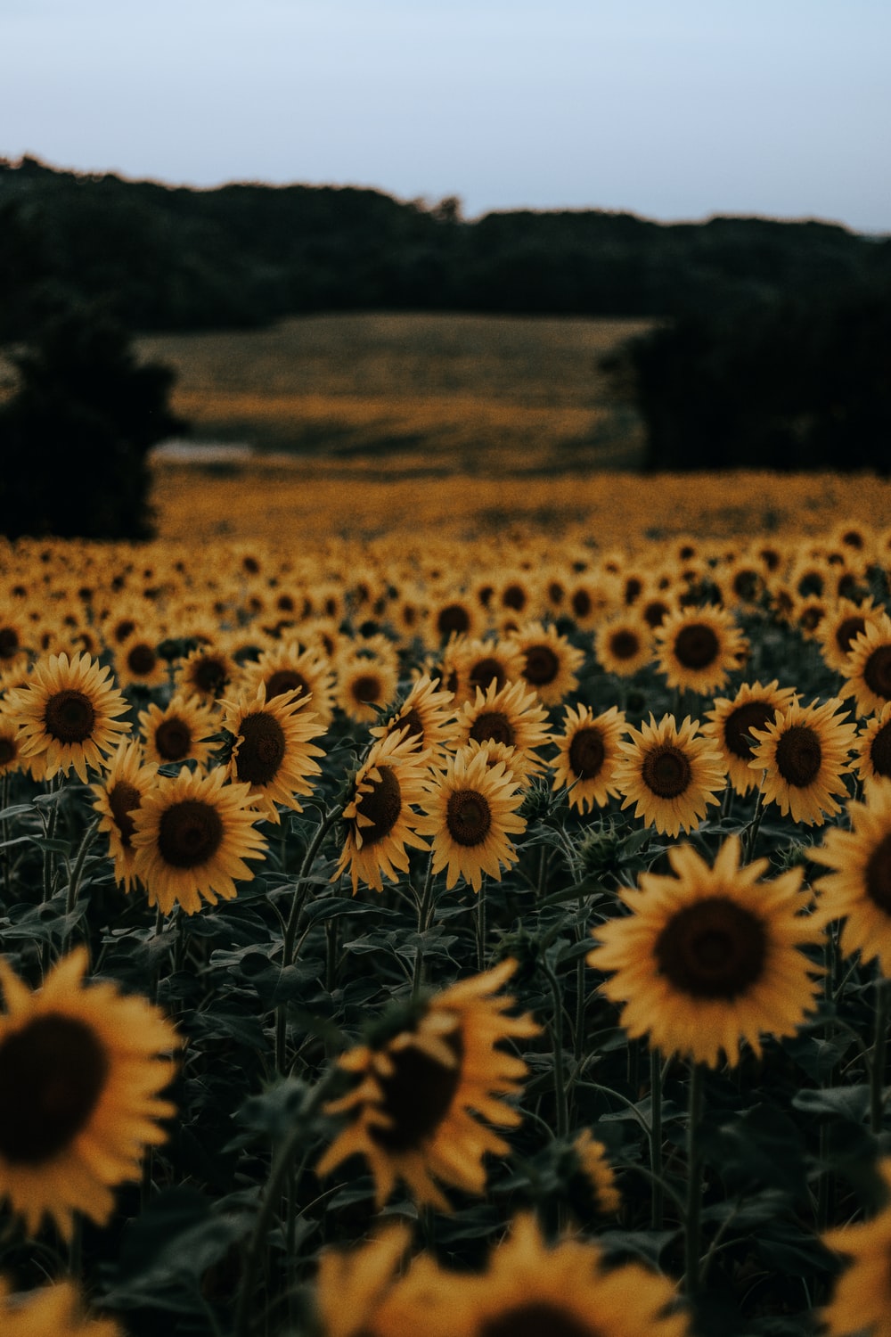 İphone Sunflower Wallpaper