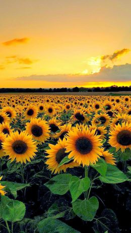 İphone Sunflower Wallpaper