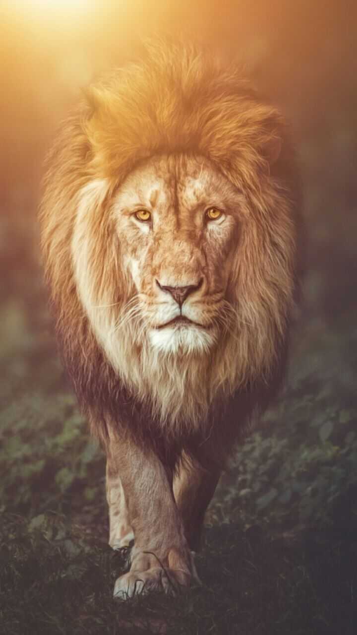 700+] Lion Wallpapers | Wallpapers.com