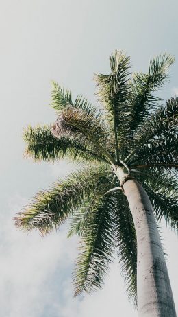 Palm Tree Wallpaper