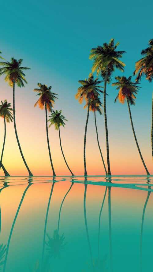 Palm Tree Background Wallpaper