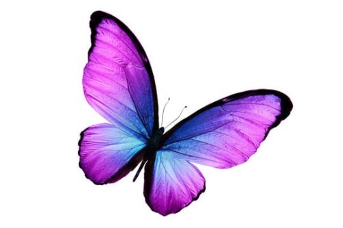 Purple Butterfly Wallpaper