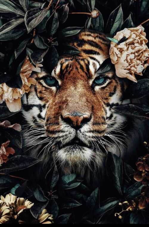 Tiger Wallpaper - EnJpg