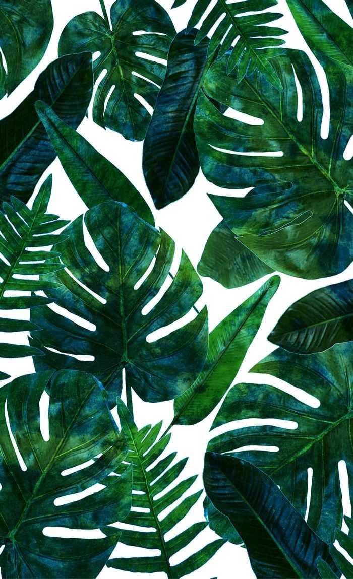 WLD53104W | Grover Pink Palmera Tropical Leaf Wallpaper
